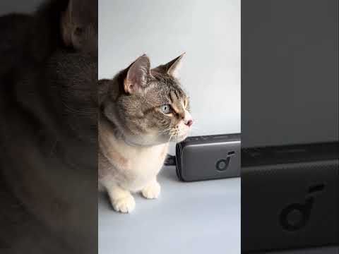 A Video Of Anker Soundcore Motion 300 - Portable Bluetooth Speaker